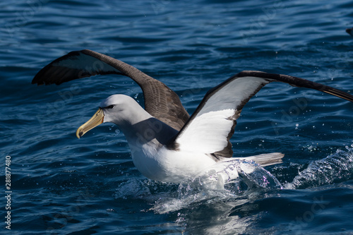 Salvin's Mollymawk Albatross in New Zealand Waters © Imogen