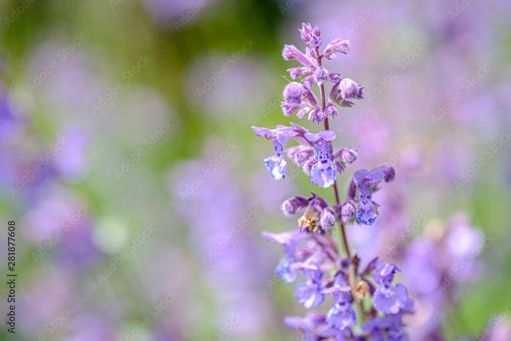 Fototapeta premium Salvia