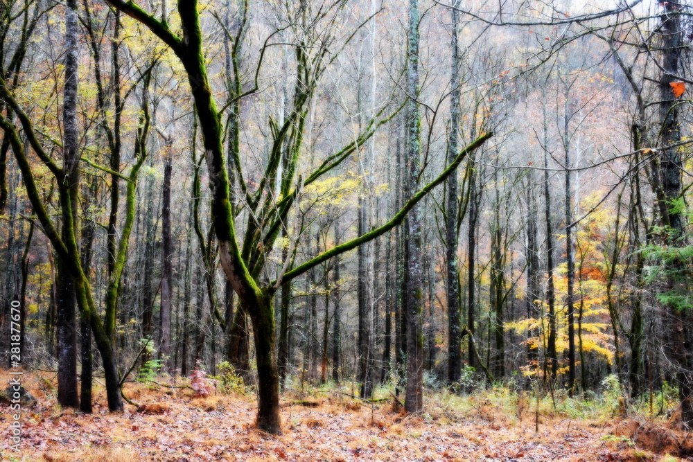 Bear trees in autumn 