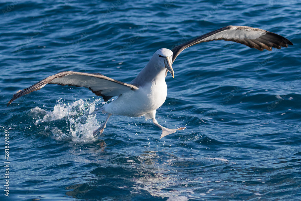 Salvin's Mollymawk Albatross in New Zealand Waters Salvin's Mollymawk Albatross in New Zealand Waters