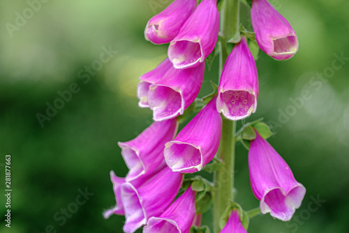 Purple foxglove