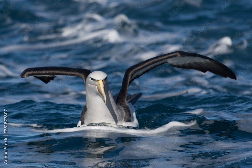 Obraz premium Salvin's Mollymawk Albatross in New Zealand Waters
