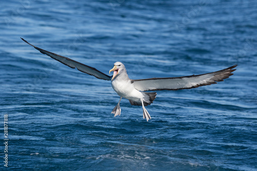 Salvin's Mollymawk Albatross in New Zealand Waters photo