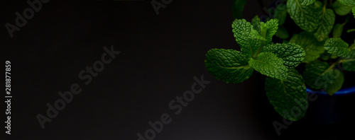 Vaso azul royal com muda fresca de hortelã sobre a mesa de cor preta com o fundo de folhas verdes photo
