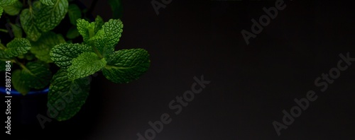 Vaso azul royal com muda fresca de hortelã sobre a mesa de cor preta com o fundo de folhas verdes photo