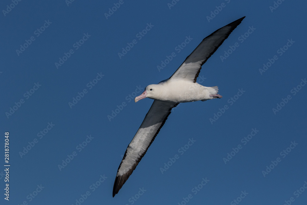 Obraz premium Northern Royal Albatross in New Zealand Waters