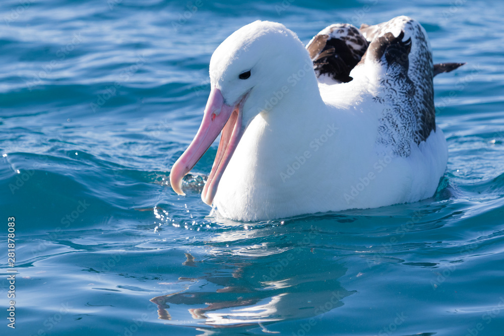Northern Royal Albatross in New Zealand Waters Northern Royal Albatross in New Zealand Waters