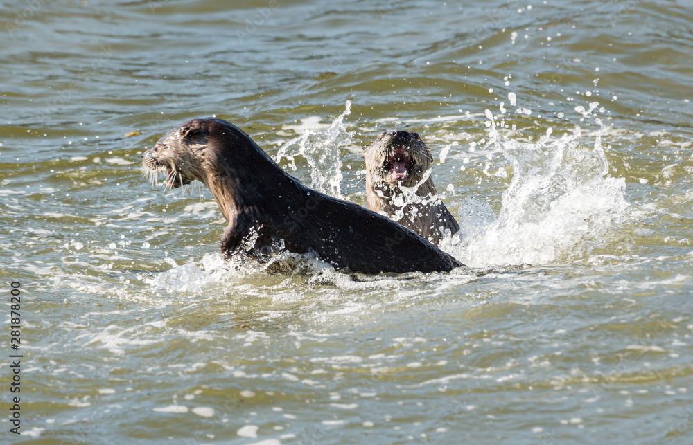 Fototapeta premium River otter