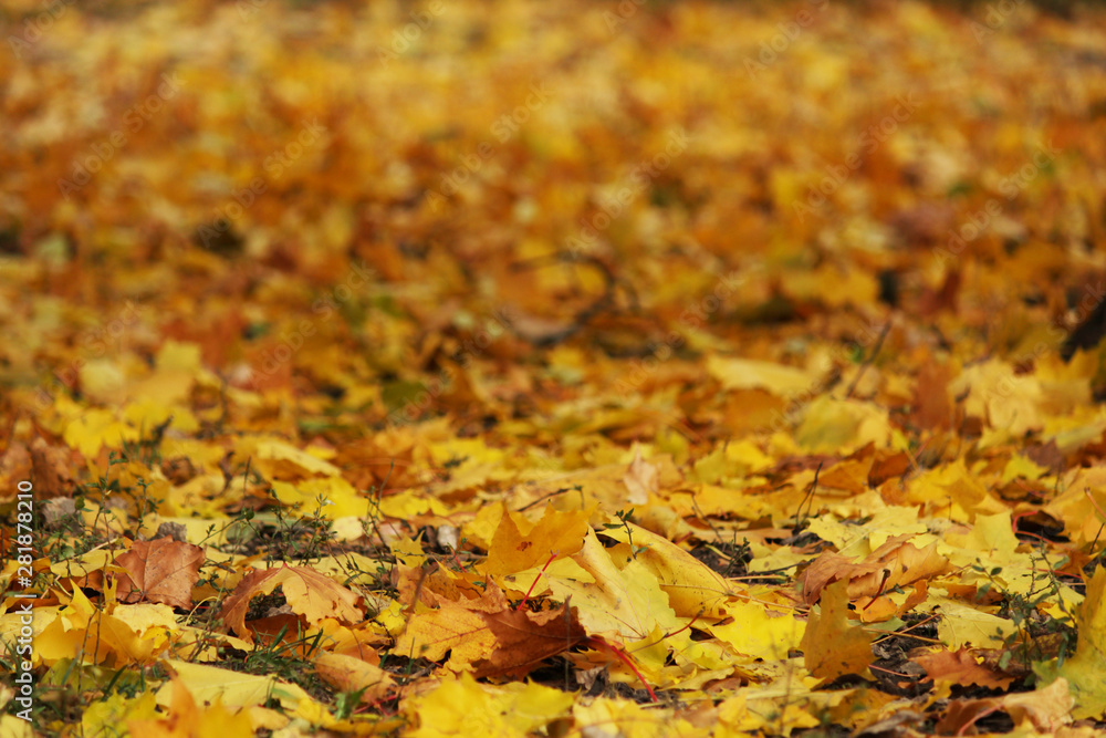 Yellow background with autumn maple leaves on the ground. Copy space. Place for text. Yellow background with autumn maple leaves on the ground. Copy space. Place for text.
