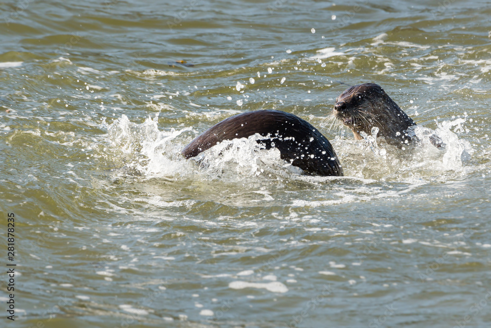 Obraz premium River otter