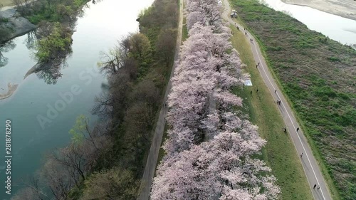 Cherry blossom at Sewaritei, Kyoto, Honshu, Japan, Asia photo