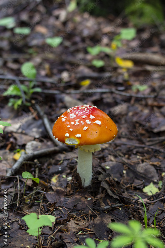 Red amanita or fly-agaric with white spots. Copy space. Red amanita or fly-agaric with white spots. Copy space.