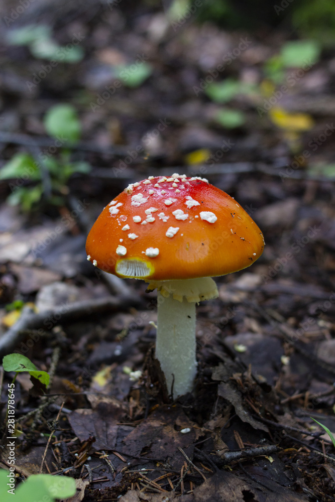 Red amanita or fly-agaric with white spots. Mushroom in the forest. Copy space. Red amanita or fly-agaric with white spots. Mushroom in the forest. Copy space.