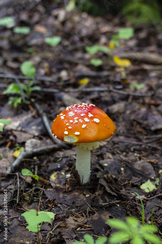 Red amanita or fly-agaric with white spots. Copy space.
