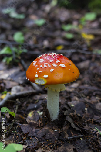 Red amanita or fly-agaric with white spots. Mushroom in the forest. Copy space.