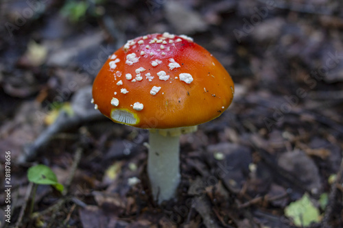 Red amanita or fly-agaric with white spots. Copy space. Fungus in the forest