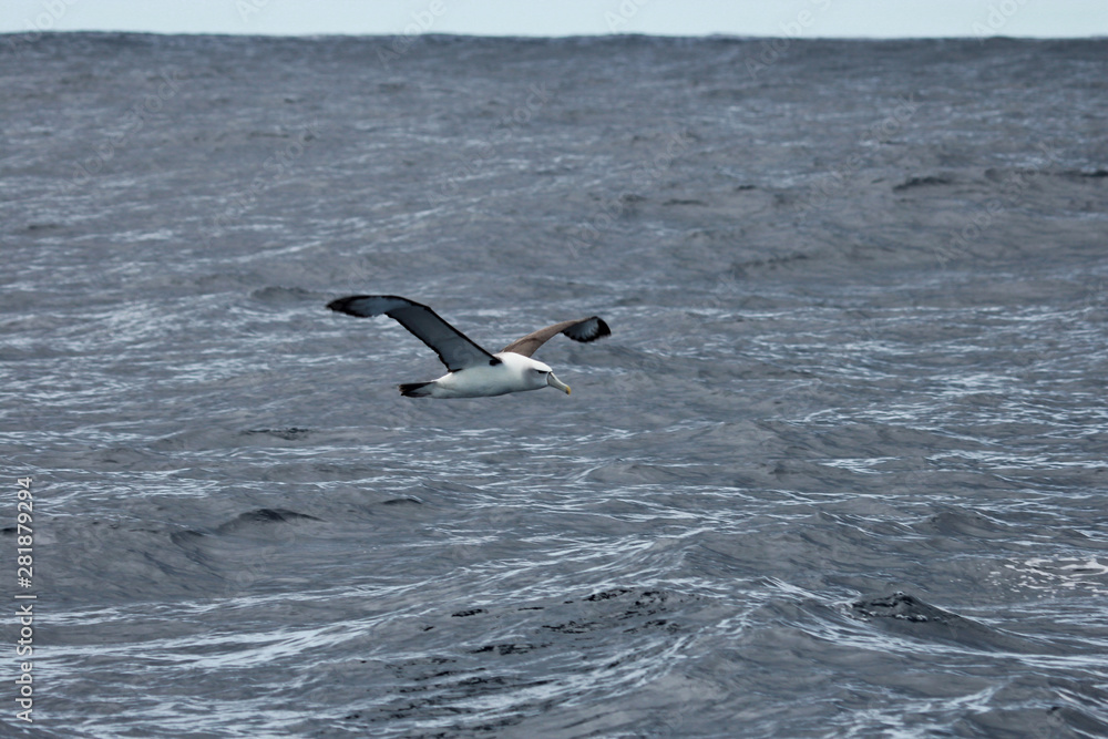 White Capped Mollymawk Albatross in New Zealand Waters
