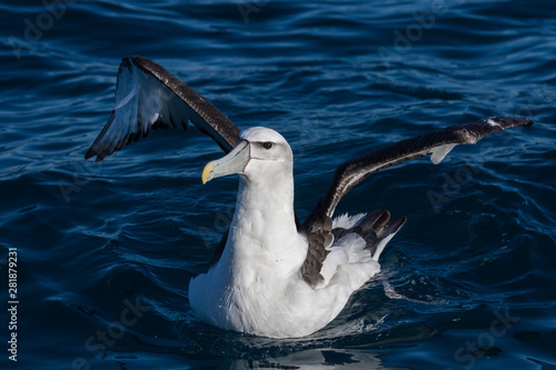 White Capped Mollymawk Albatross in New Zealand Waters