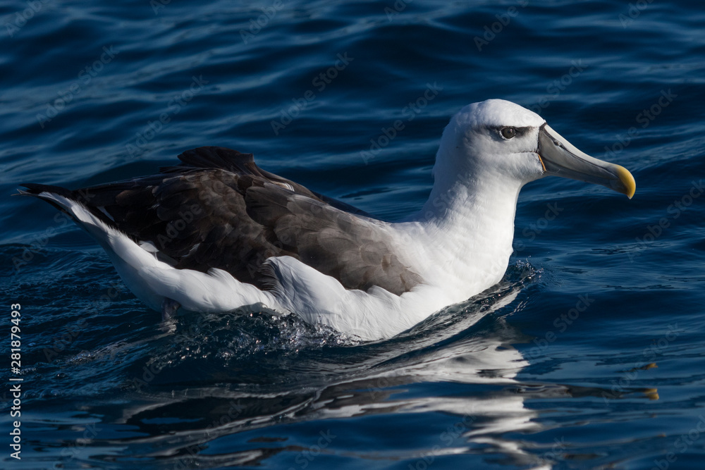 White Capped Mollymawk Albatross in New Zealand Waters White Capped Mollymawk Albatross in New Zealand Waters