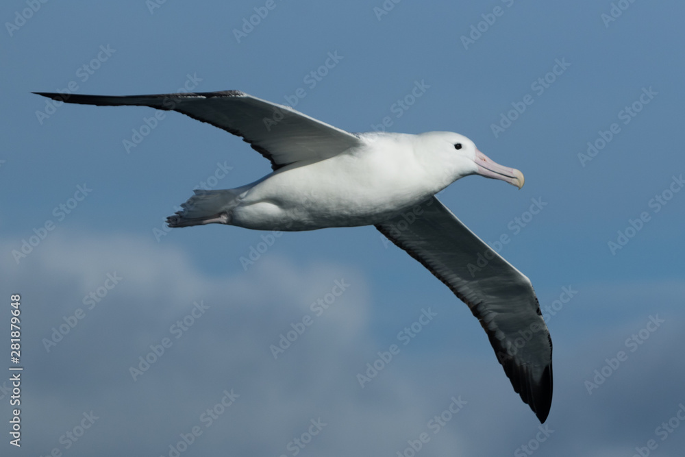 Southern Royal Albatross in New Zealand Waters Southern Royal Albatross in New Zealand Waters