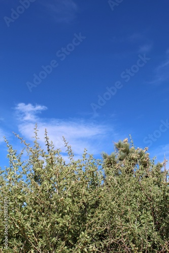 Native Southern Mojave Desert plant communities near the Barker Dam exhibit of Joshua Tree National Park include a spiny species known to botany as Lycium Cooperi and commonly as Peach Thorn.