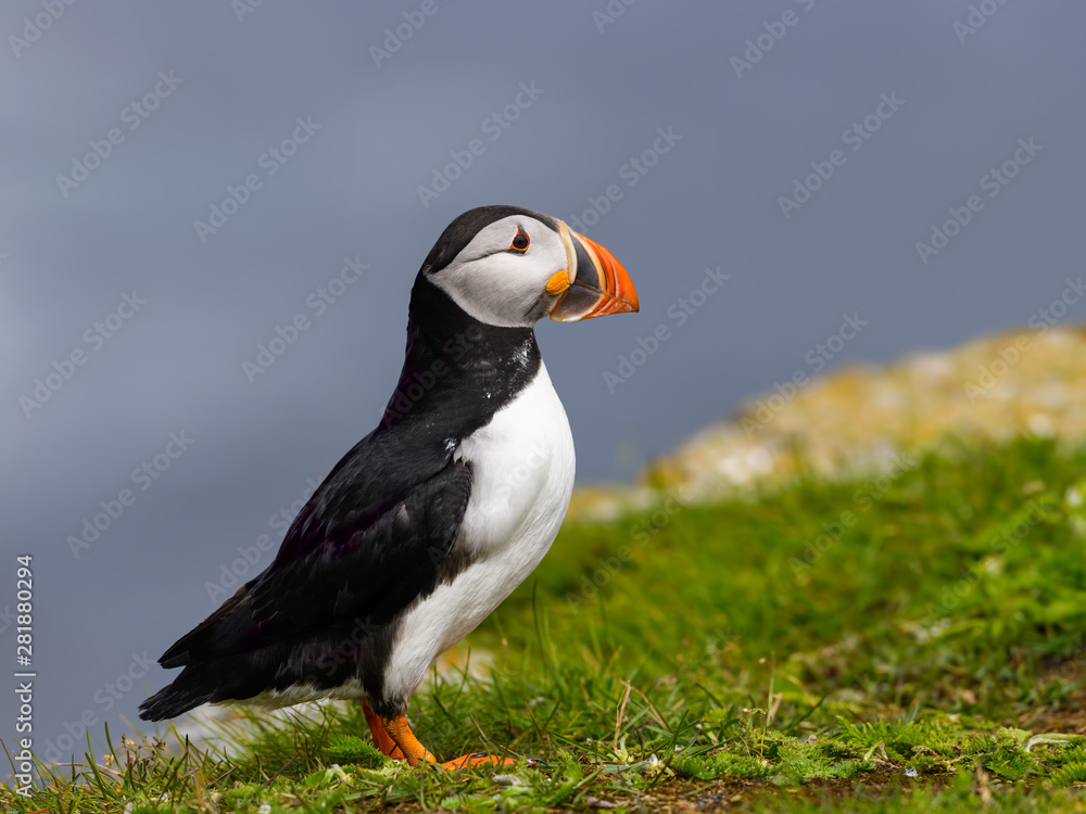 Atlantic Puffin Standing on Cliff Ledge on Blue Background Atlantic Puffin Standing on Cliff Ledge on Blue Background