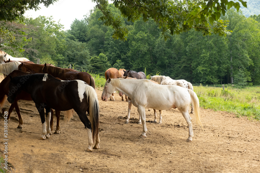 Horses gathered under a tree trying to stay cool in the hot sun Horses gathered under a tree trying to stay cool in the hot sun