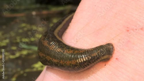 European leech are sucking blood from a foot in the natural habitat. Natural leech therapy. Close-up  photo