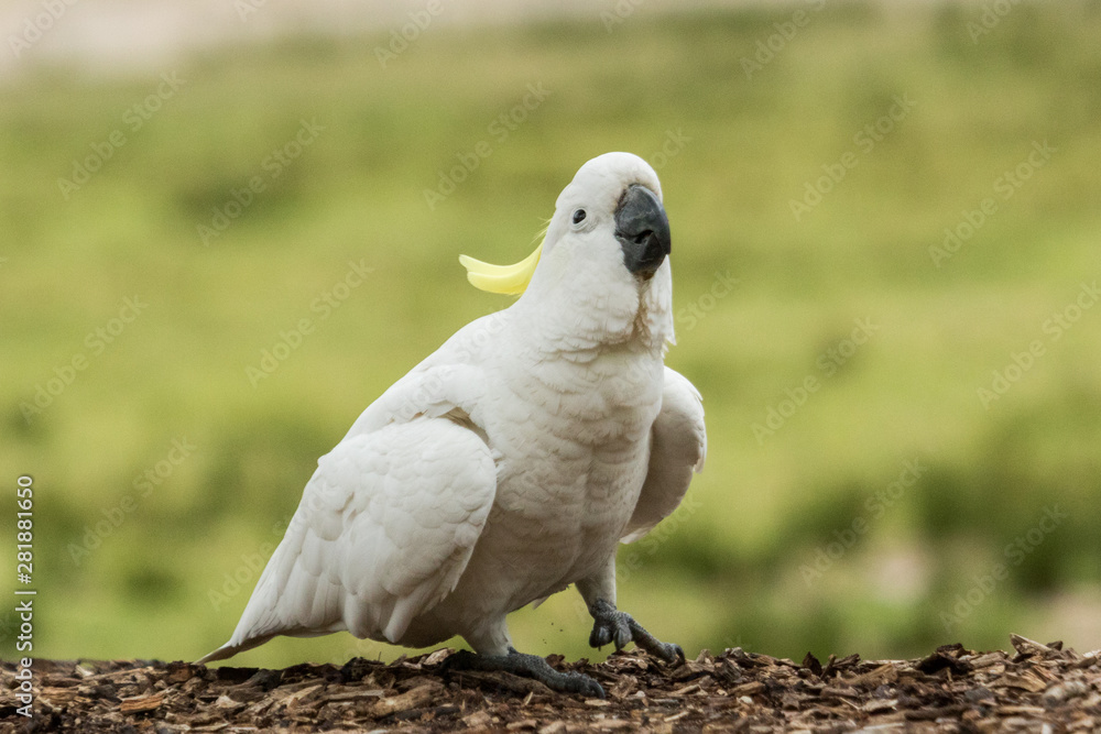 Sulphur Crested Cockatoo