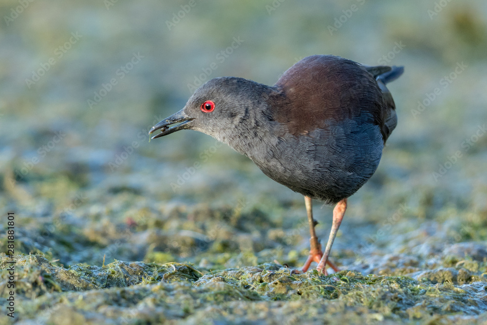 Spotless Crake in Australasia Spotless Crake in Australasia