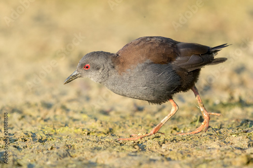 Spotless Crake in Australasia