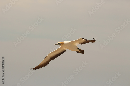 Australasian Gannet Colony