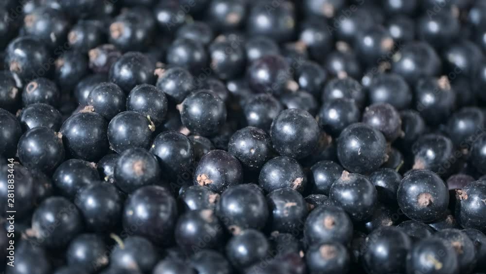 Rotate of fresh blackcurrant. Close up. Camera rotation 360 degrees. Black currant or blackcurrant (Ríbes nígrum) Rotate of fresh blackcurrant. Close up. Camera rotation 360 degrees. Black currant or blackcurrant (Ríbes nígrum)