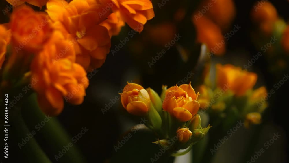 Spring flowers opening. Beautiful Spring flower blossom open timelapse, extreme close up. Blooming backdrop on black 4K Spring flowers opening. Beautiful Spring flower blossom open timelapse, extreme close up. Blooming backdrop on black 4K