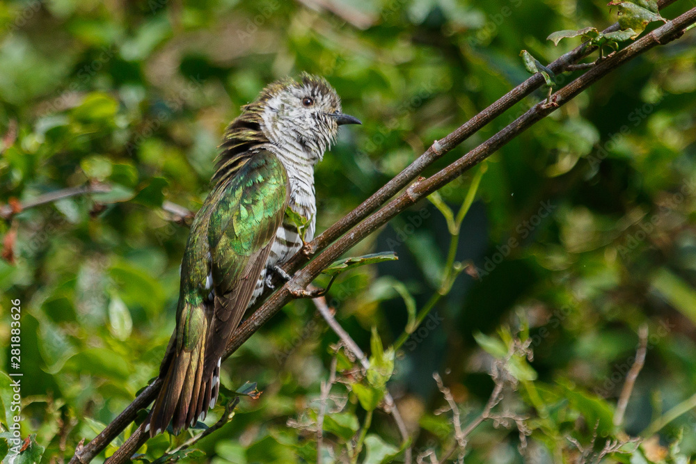 Fototapeta premium Shining Bronze Cuckoo in Australasia
