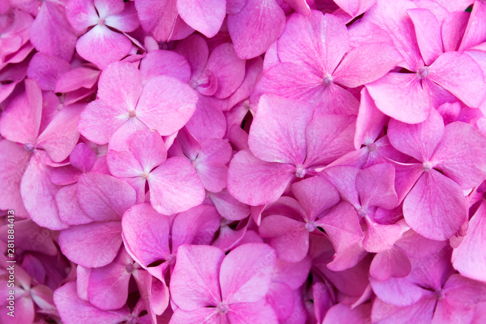 Close up of hydrangea pink flowers. Pattern with small hydrangea flowers.