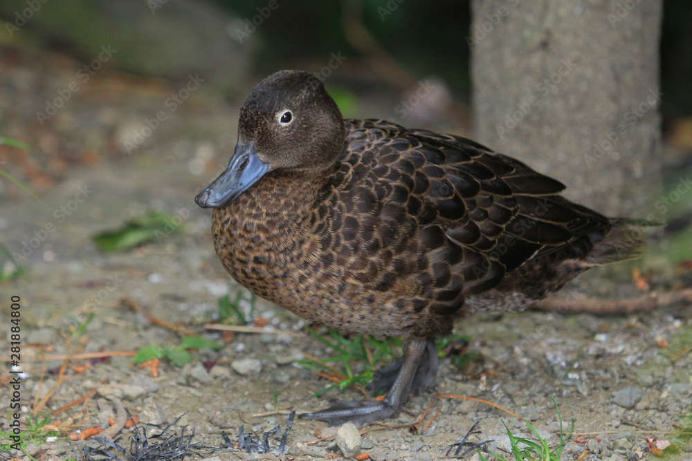 Fototapeta premium Brown Teal Endemic Duck of New Zealand