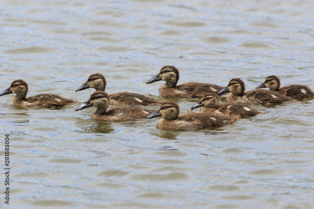 Australasian Shoveler Duck in Australasia Australasian Shoveler Duck in Australasia