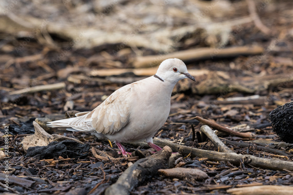 African Collared Dove in Australasia African Collared Dove in Australasia