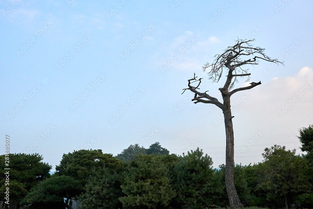 A tall pine tree without leaves standing alone at a forest in Jechun, South Korea.