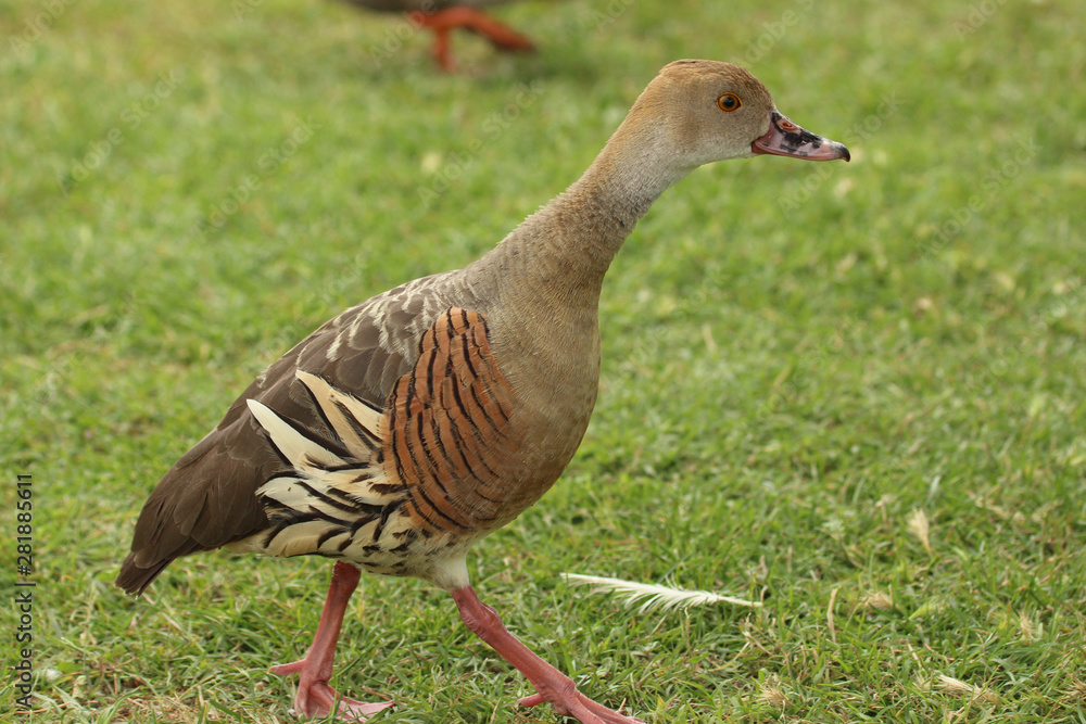 Plumed Whistling Duck in Australasia Plumed Whistling Duck in Australasia