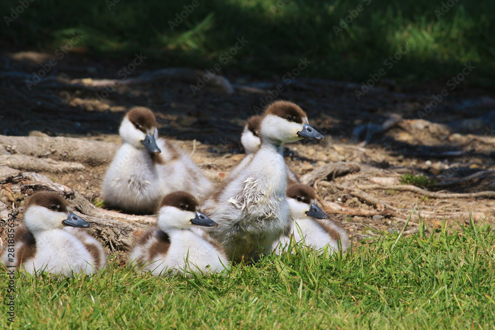 Paradise Shelduck Endemic to New Zealand Paradise Shelduck Endemic to New Zealand