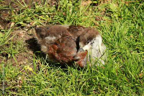 Paradise Shelduck Endemic to New Zealand