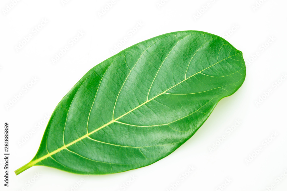 Obraz premium Jackfruit leaves.
