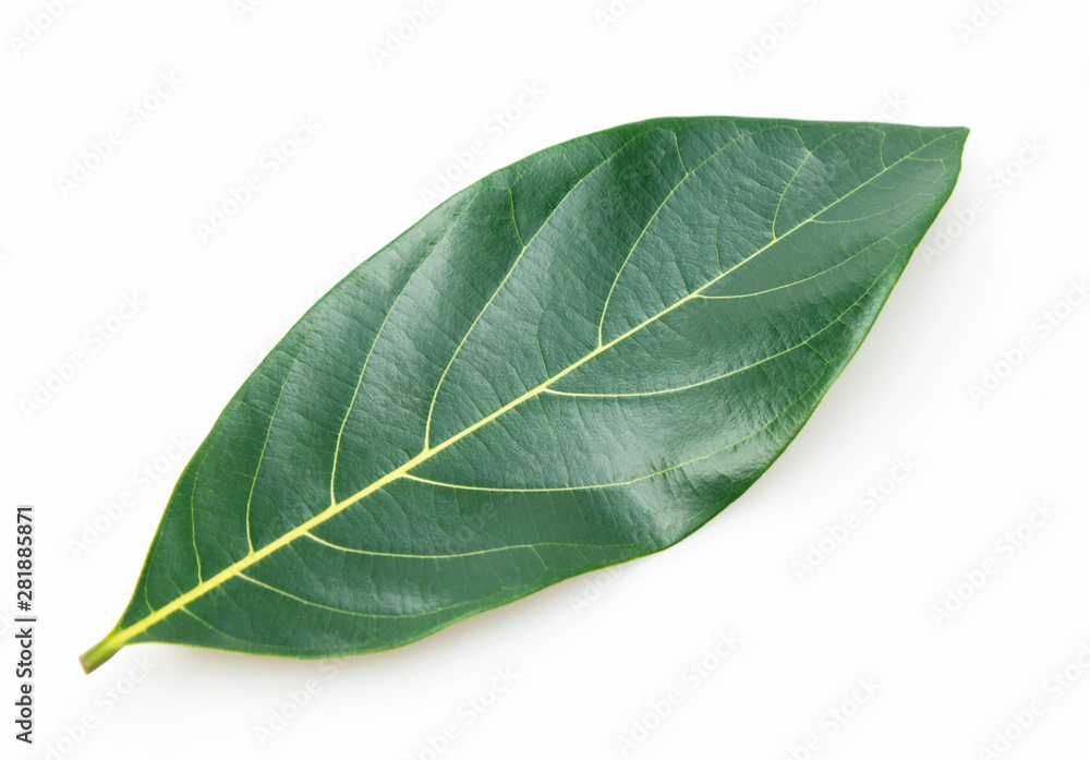 Obraz premium Jackfruit leaves.