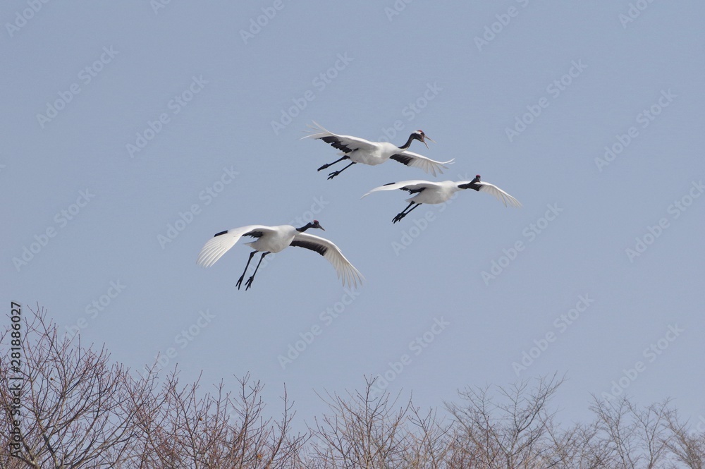 Japanese cranes in flight in Hokkaido, Japan　丹頂滑空　釧路北海道