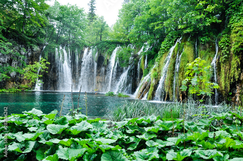 Fototapeta Naklejka Na Ścianę i Meble -  Beautiful Plitvice Lakes National Park in Croatia during the summer. Waterfalls and lakes complete this lush wonderland.