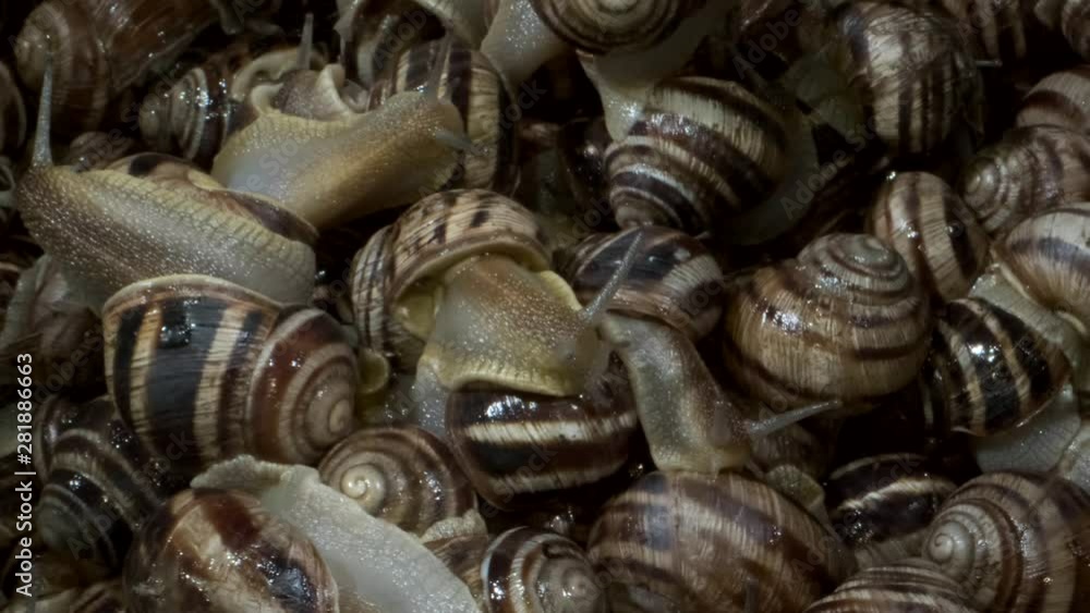 Many food snails. Background of live snails. Super macro 1:1, Top view – 4K / 60fps Many food snails. Background of live snails. Super macro 1:1, Top view – 4K / 60fps