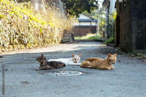 Fototapeta Naklejka Na Ścianę i Meble -  三匹の猫
