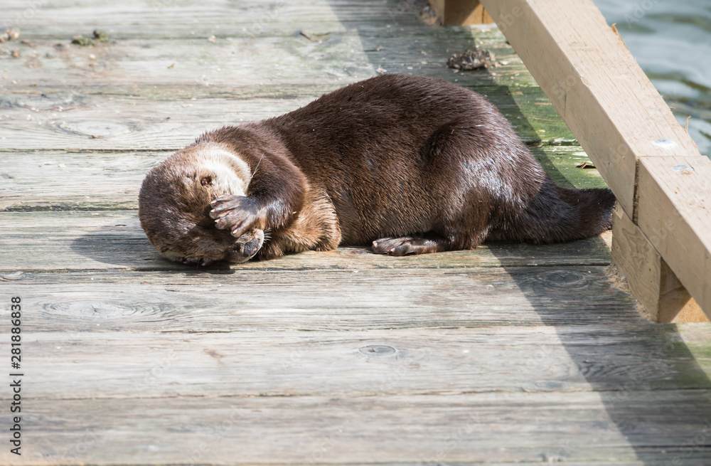 River otter in the wild River otter in the wild